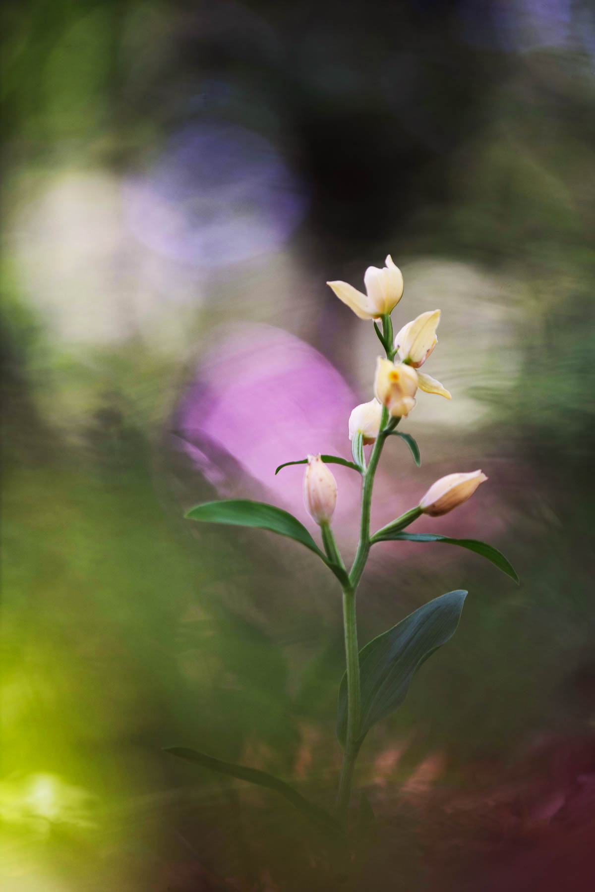 Cephalanthera damasonium