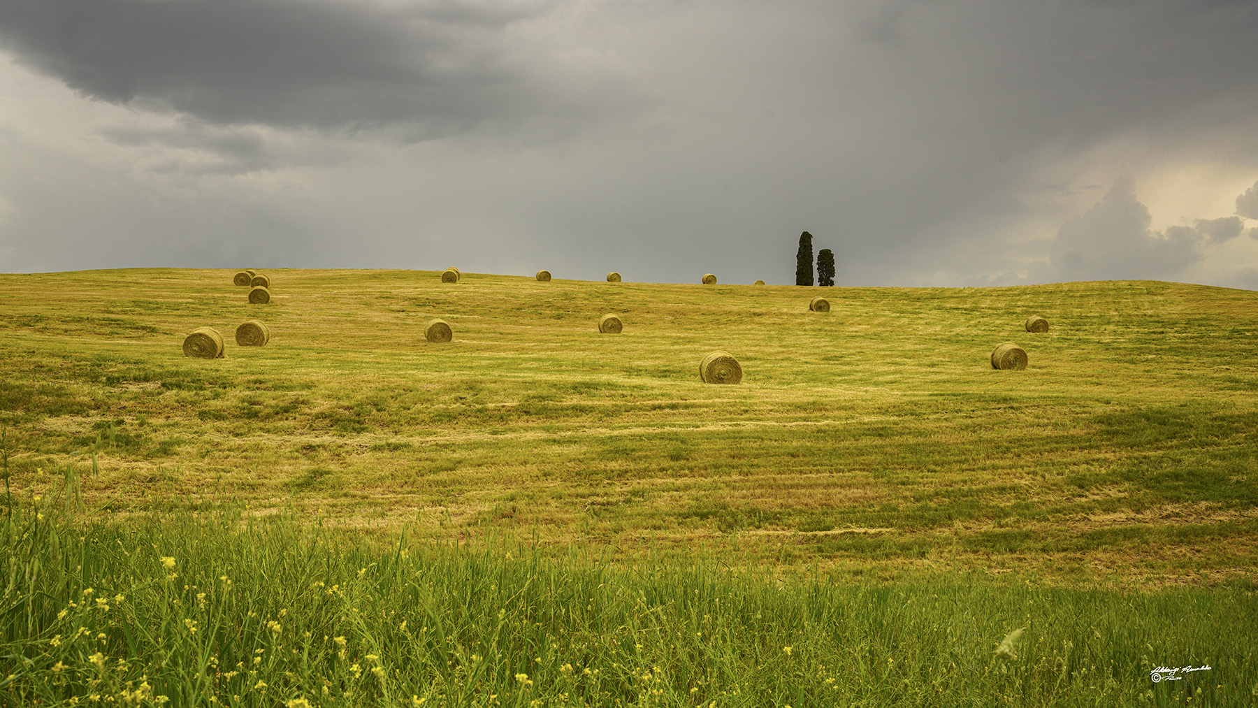 I due cipressini e le rotoballe..