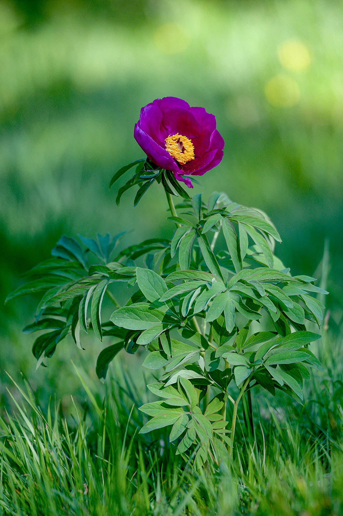 Peonia