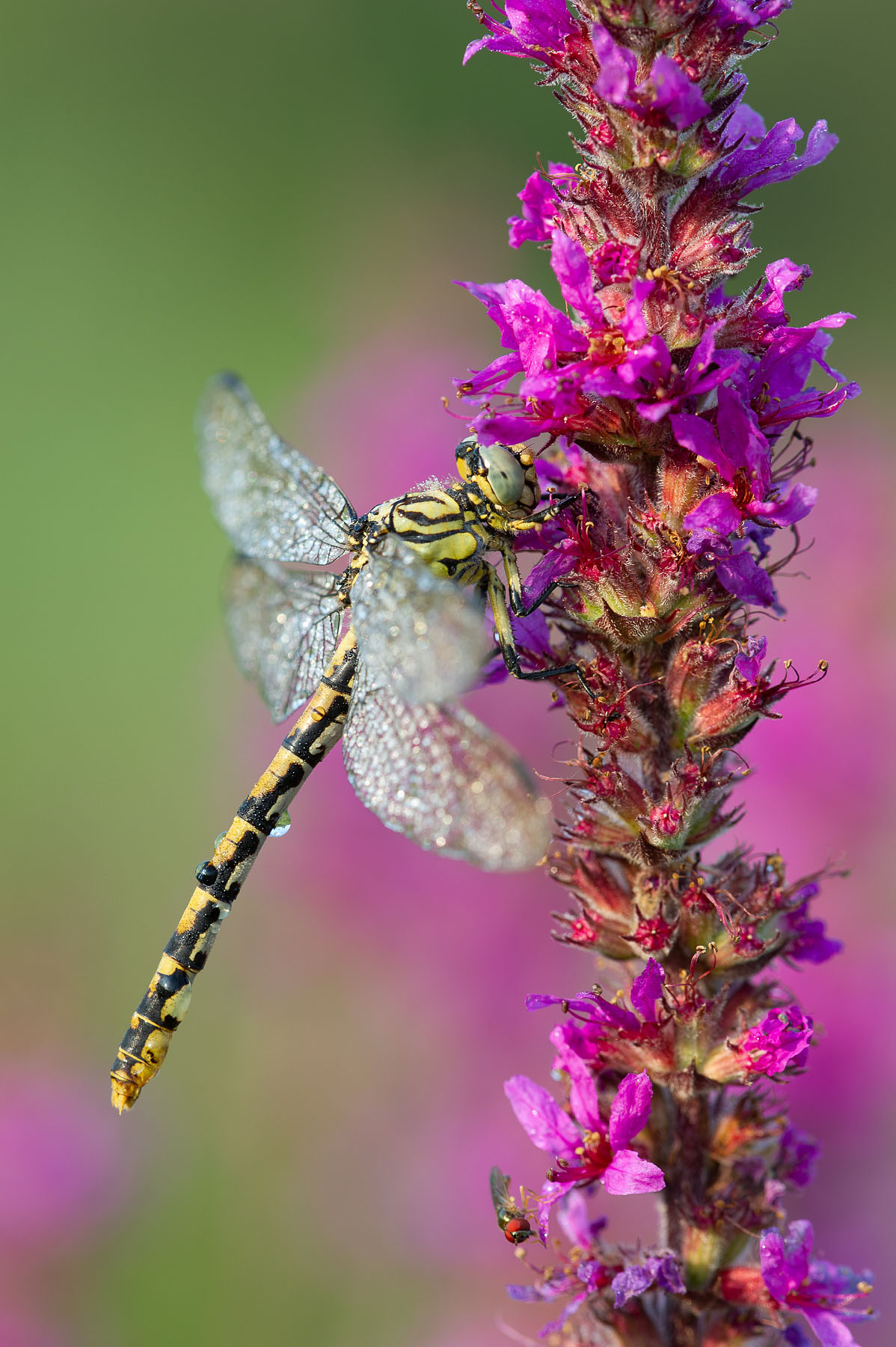 Gomphus vulgatissimus (Villagana, Bs)