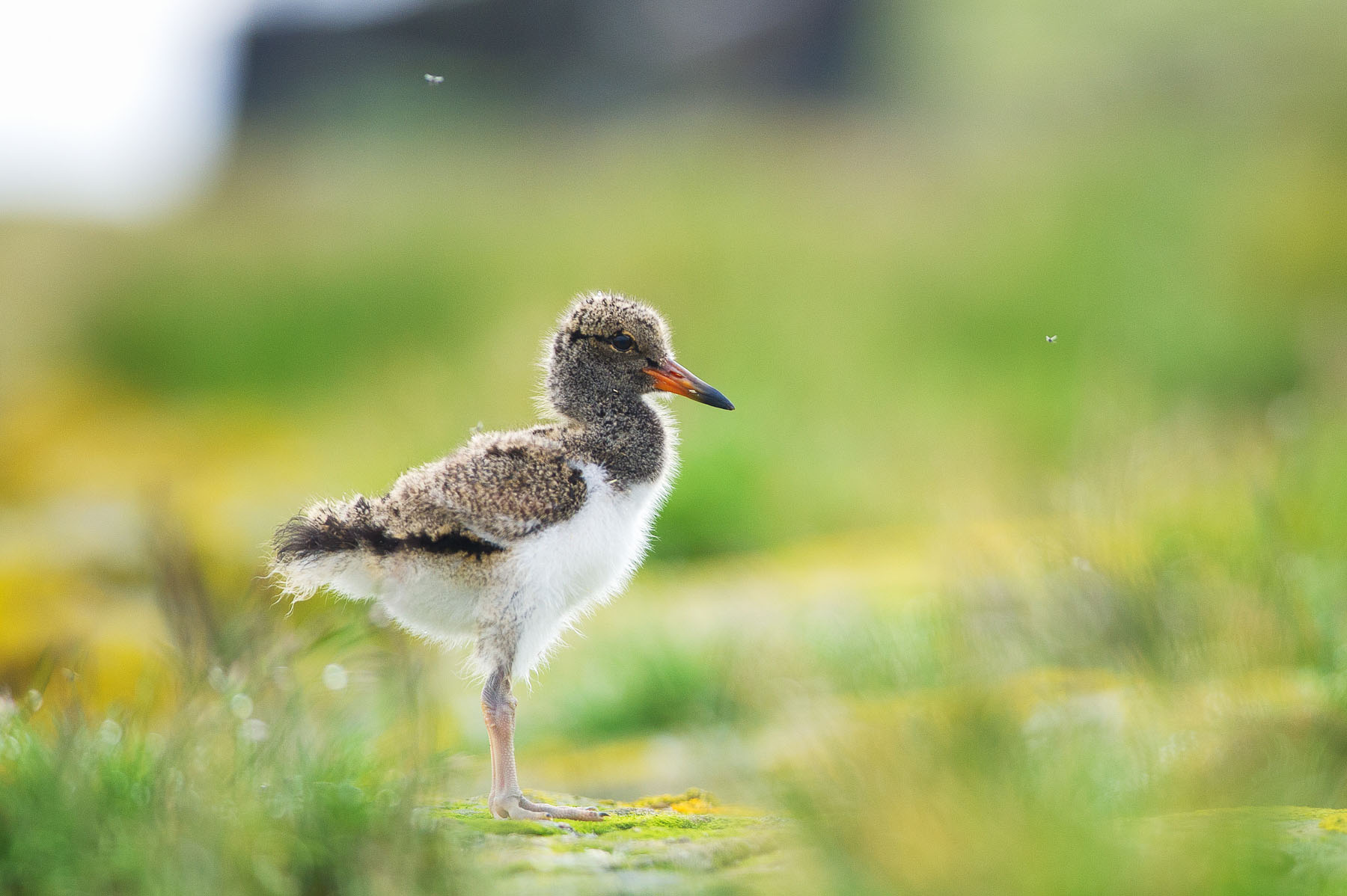 Beccacce di mare pulcino