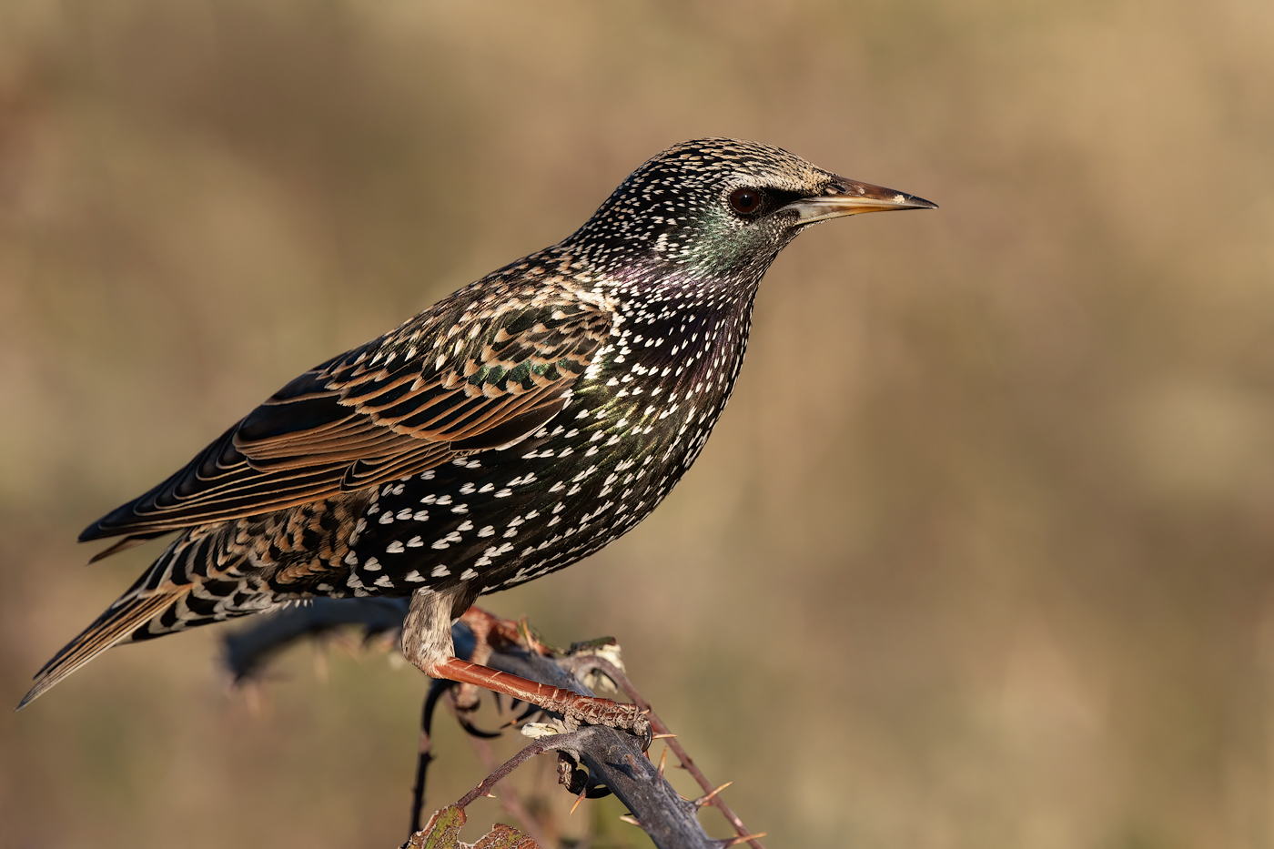 Storno comune (Sturnus vulgaris)