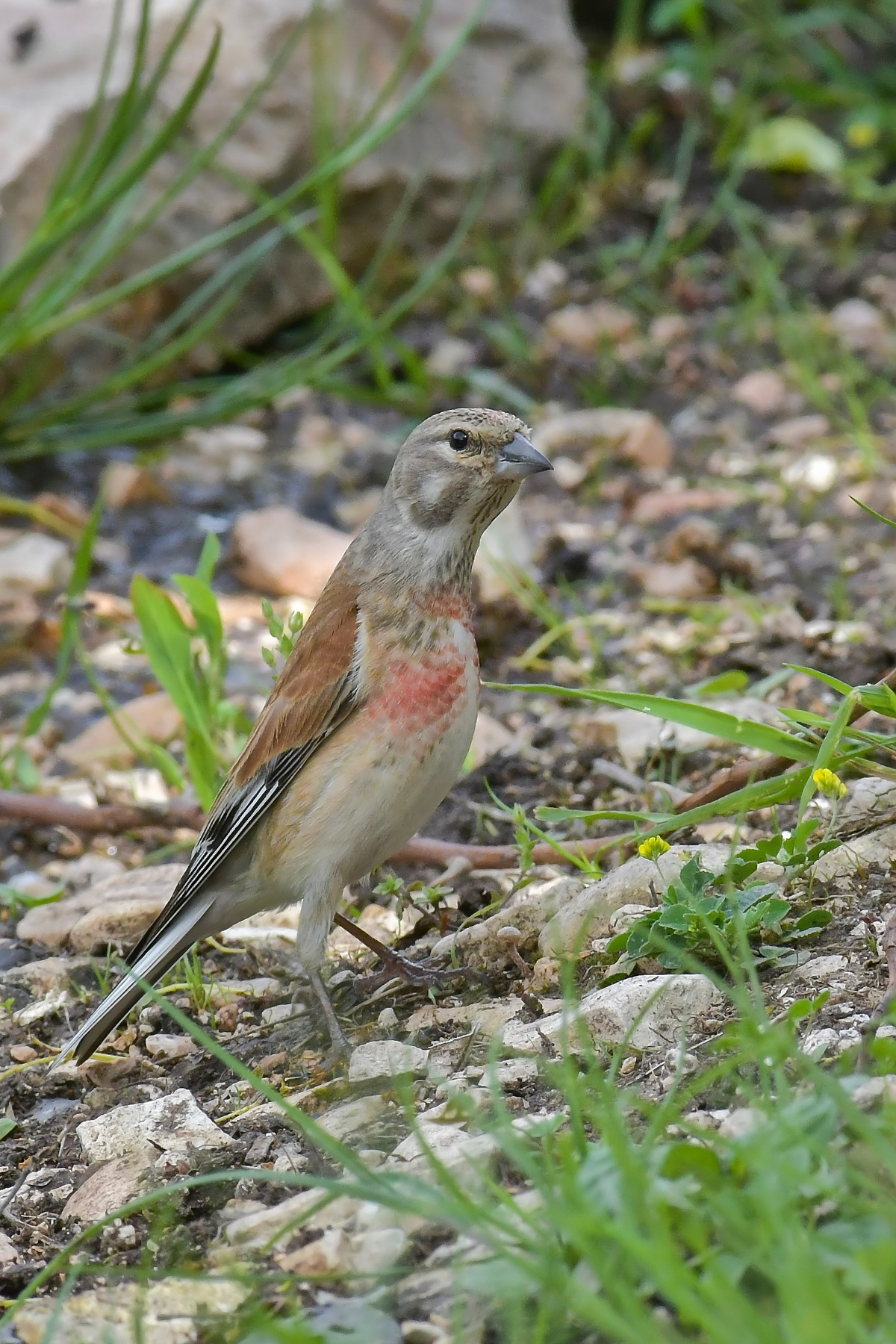 Fanello in iperestensione
