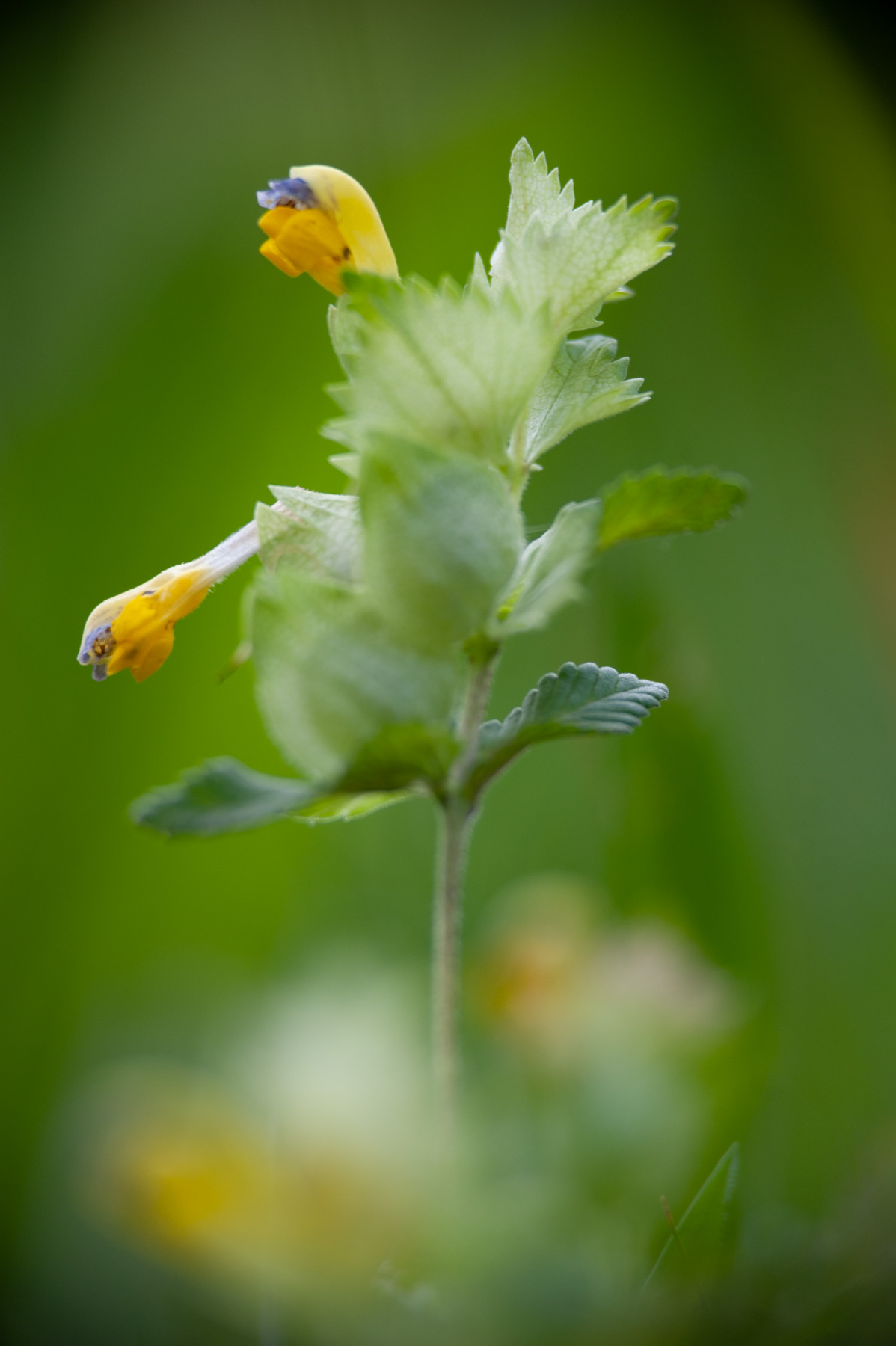 Rhinanthus alectorolophus