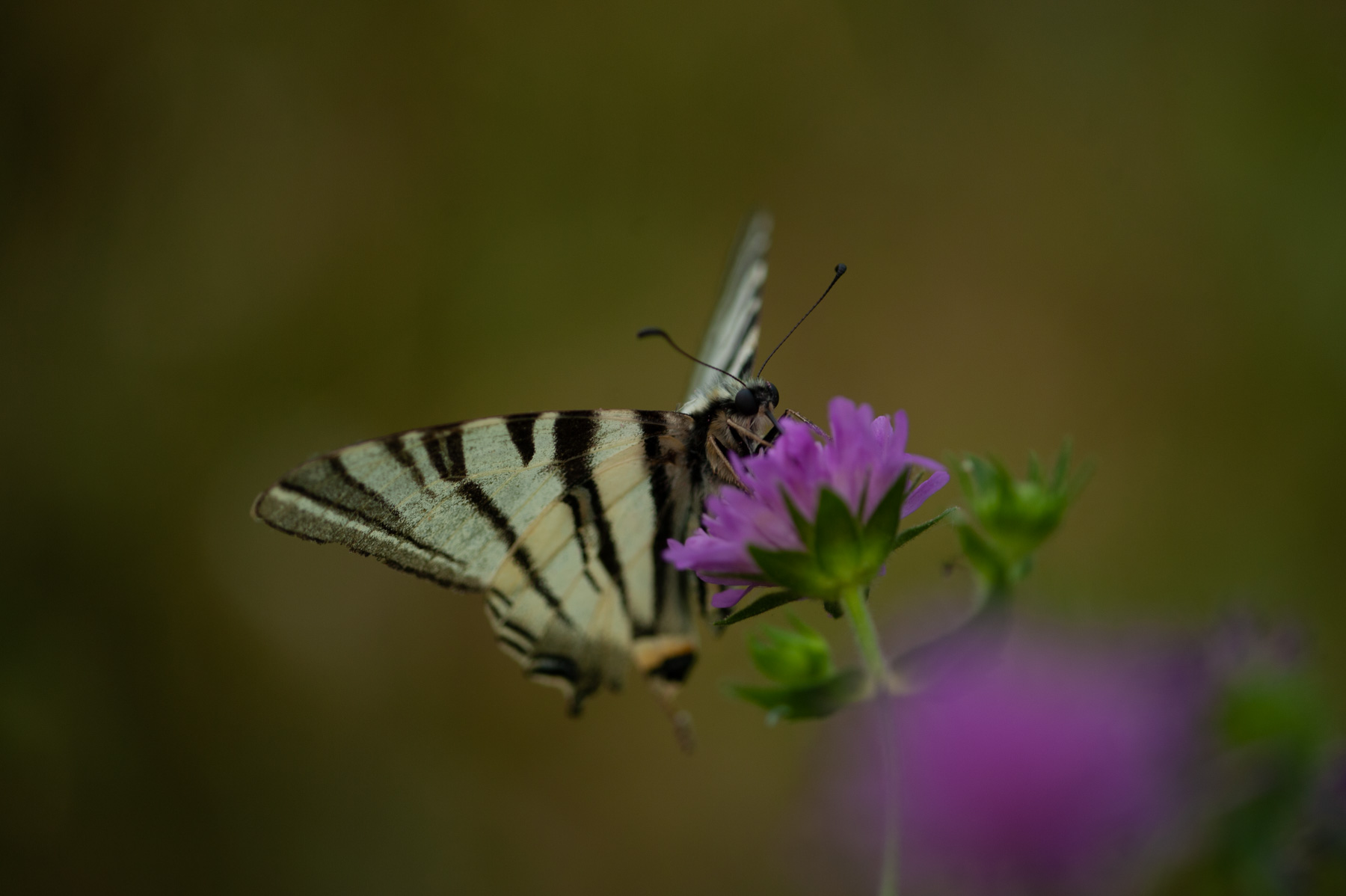 Podalirio su Ambretta
