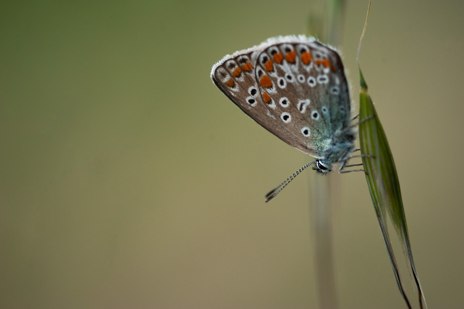 Polyommatus icarus