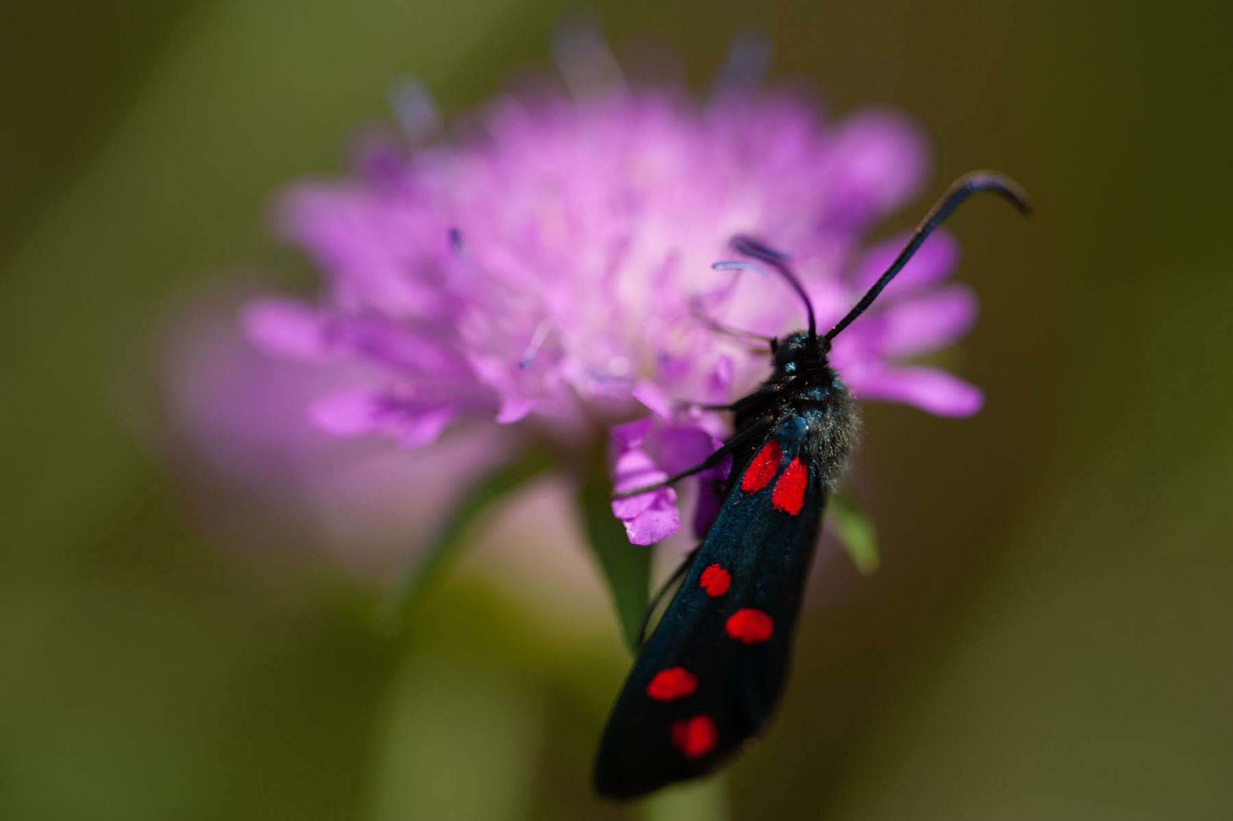 Zygaena su Ambretta