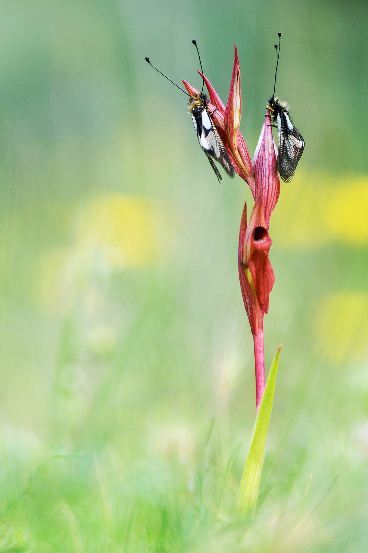 Ascafali su serapias