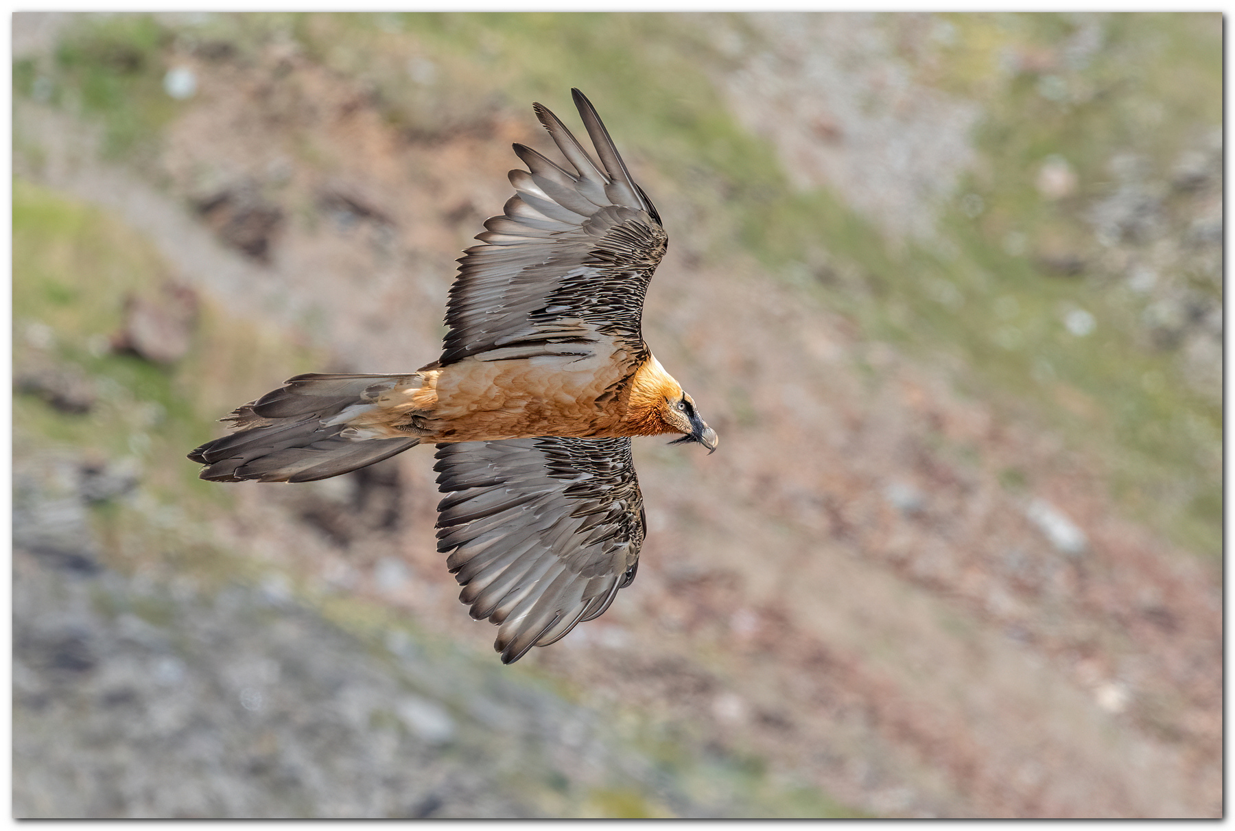 Gipeto barbuto o avvoltoio degli agnelli