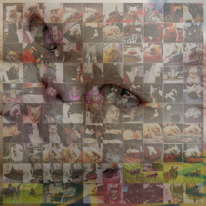 Ma cosa ricordano i gatti?