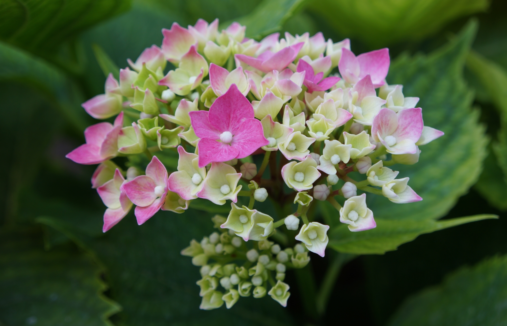 Le Ortensie di Amina