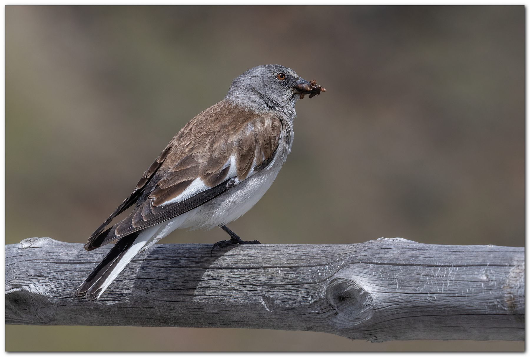 Fringuello alpino con imbeccata.