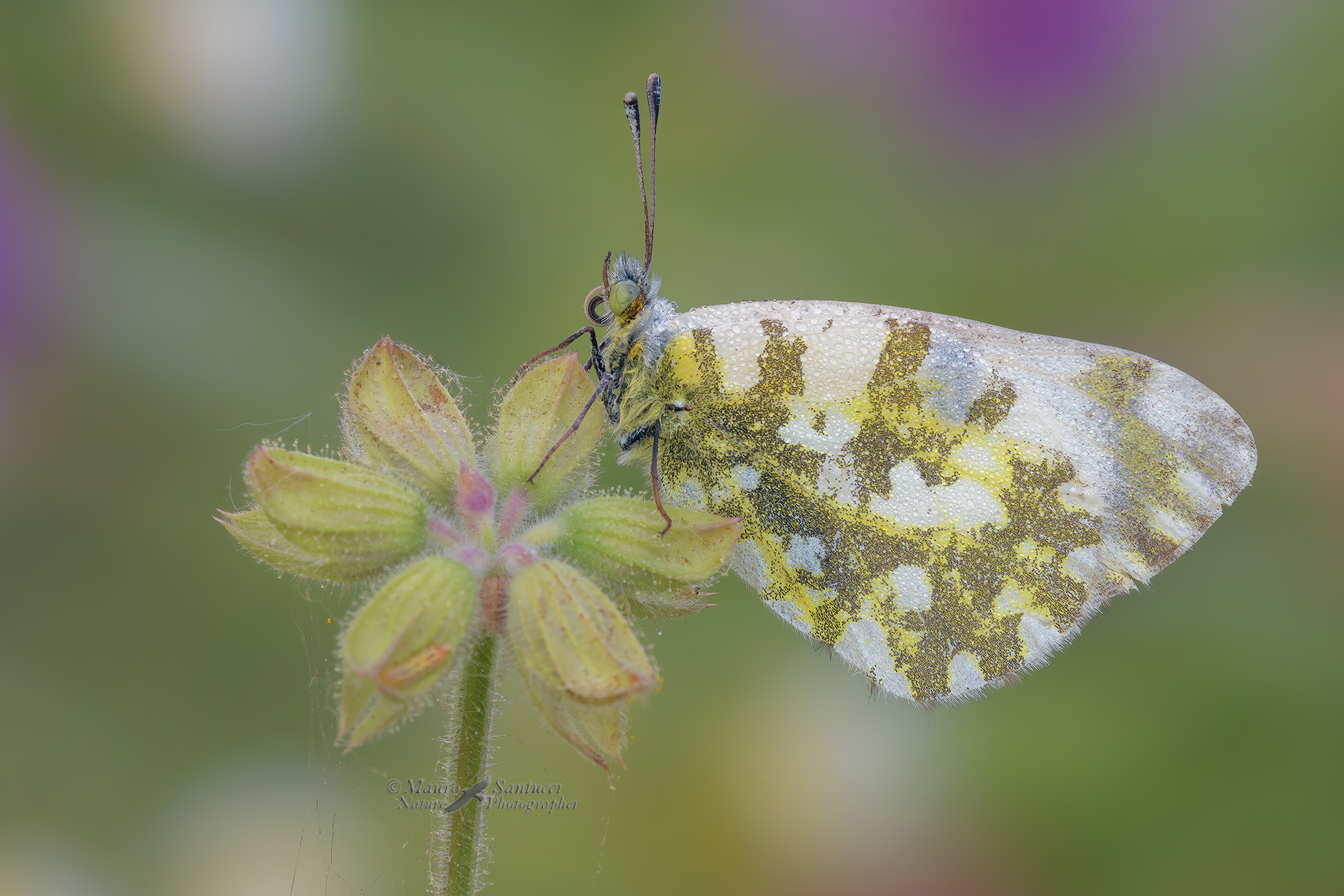 Anthocharis-cardamines_DSC7041