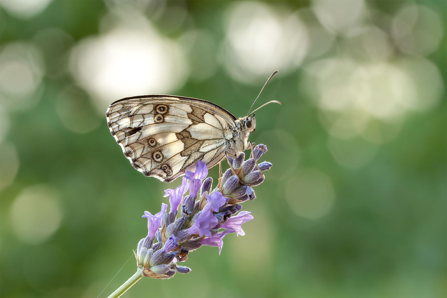 Macro_Segni_FR_Giu2022_1