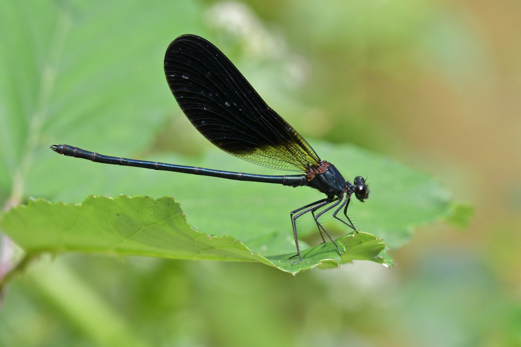 Haemorroydalis (male)