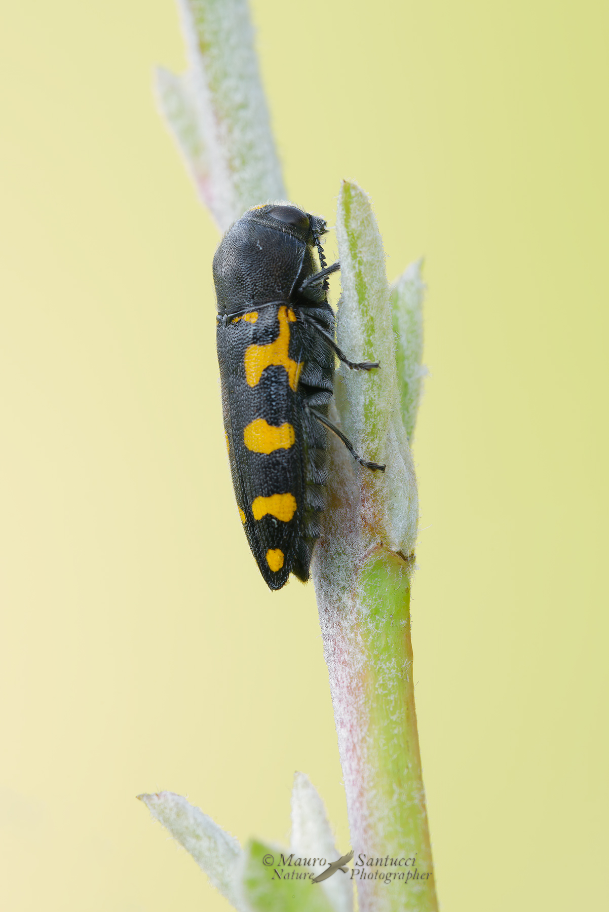 Ptosima-undecimmaculata_DSC3627