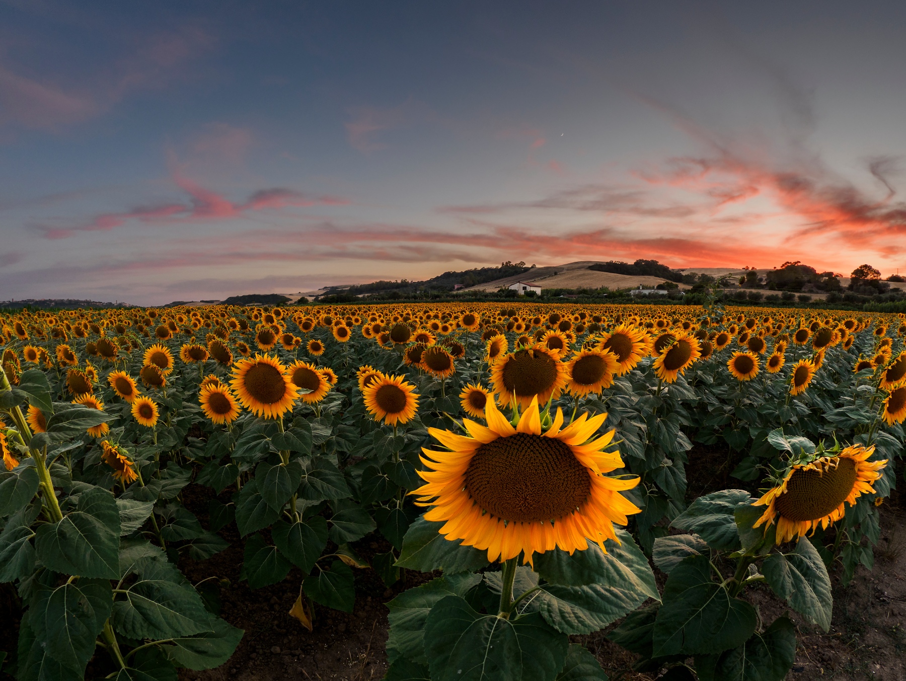 Girasoli al tramonto