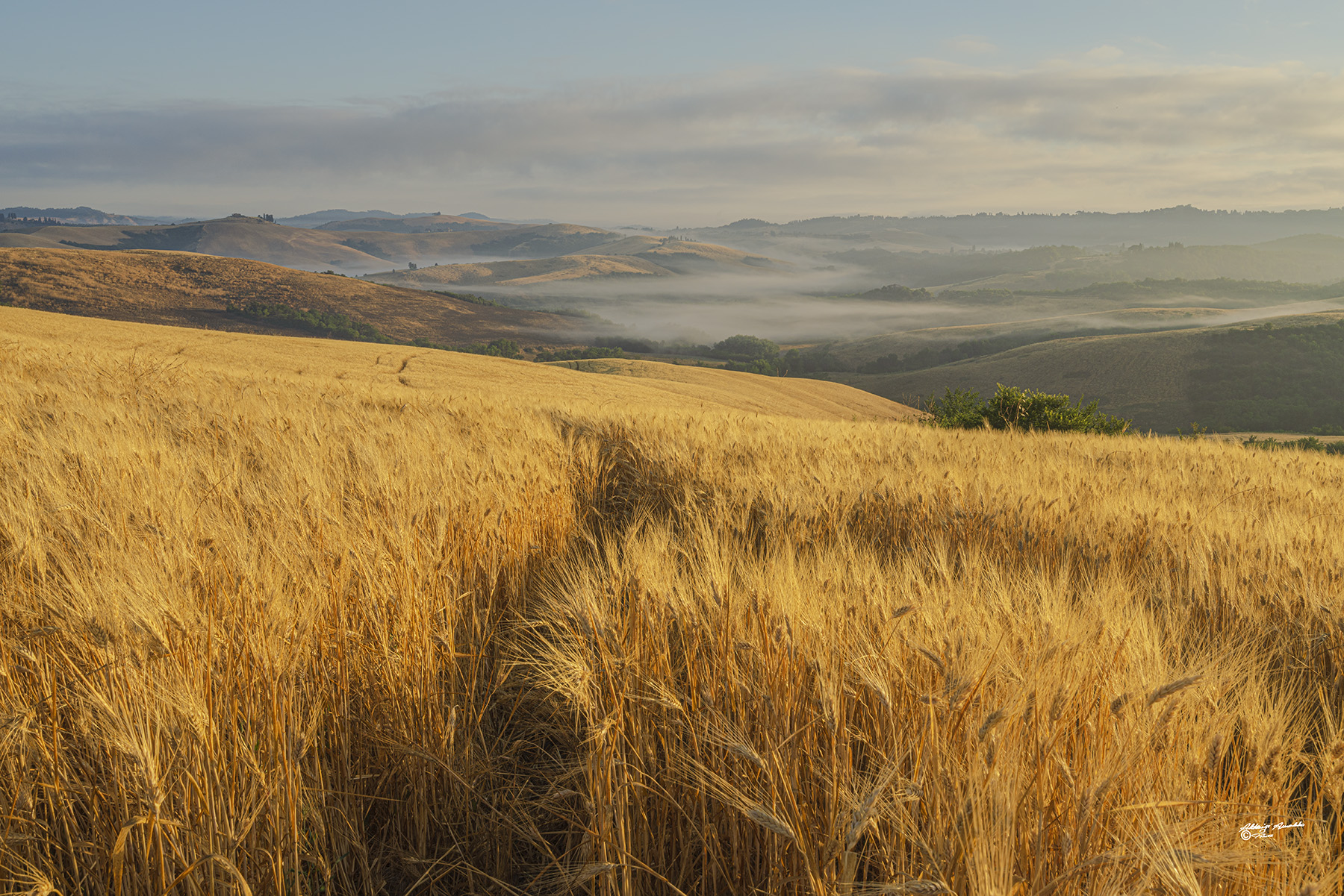 Il grano e la sua doratura..