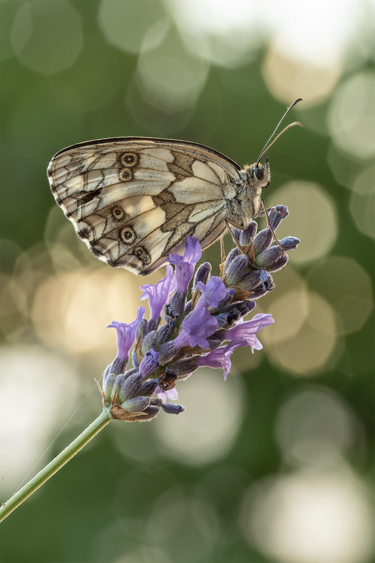 Macro_Segni_FR_Giu2022_5