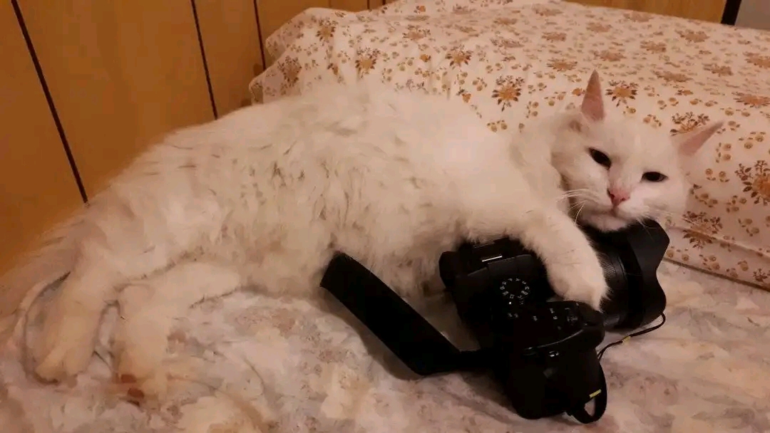 Teo, gatto foto-amatore :)