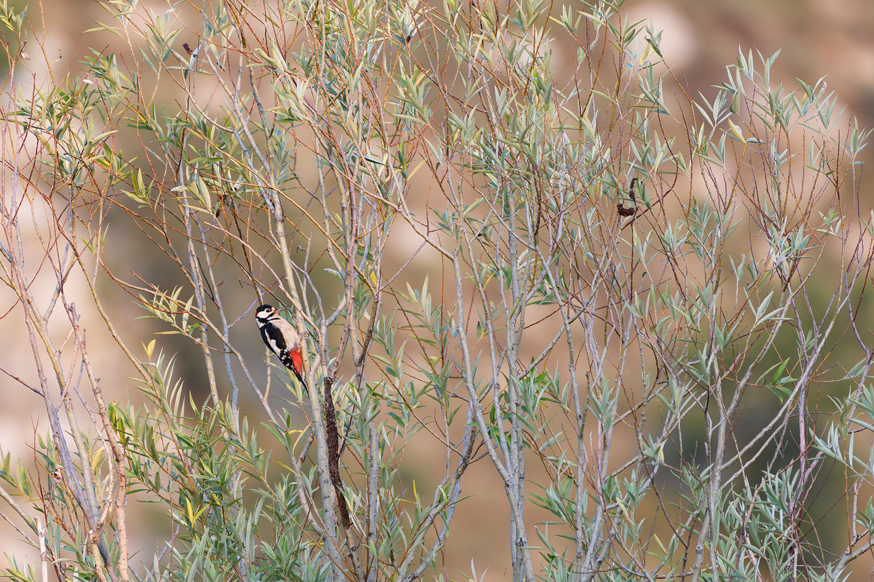 Picchio Rosso Maggiore