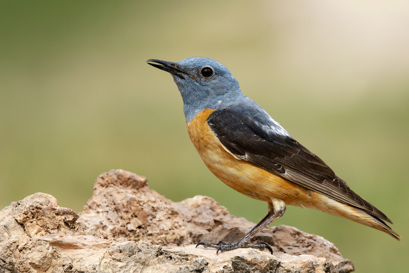 Codirossone (Monticola saxatilis)