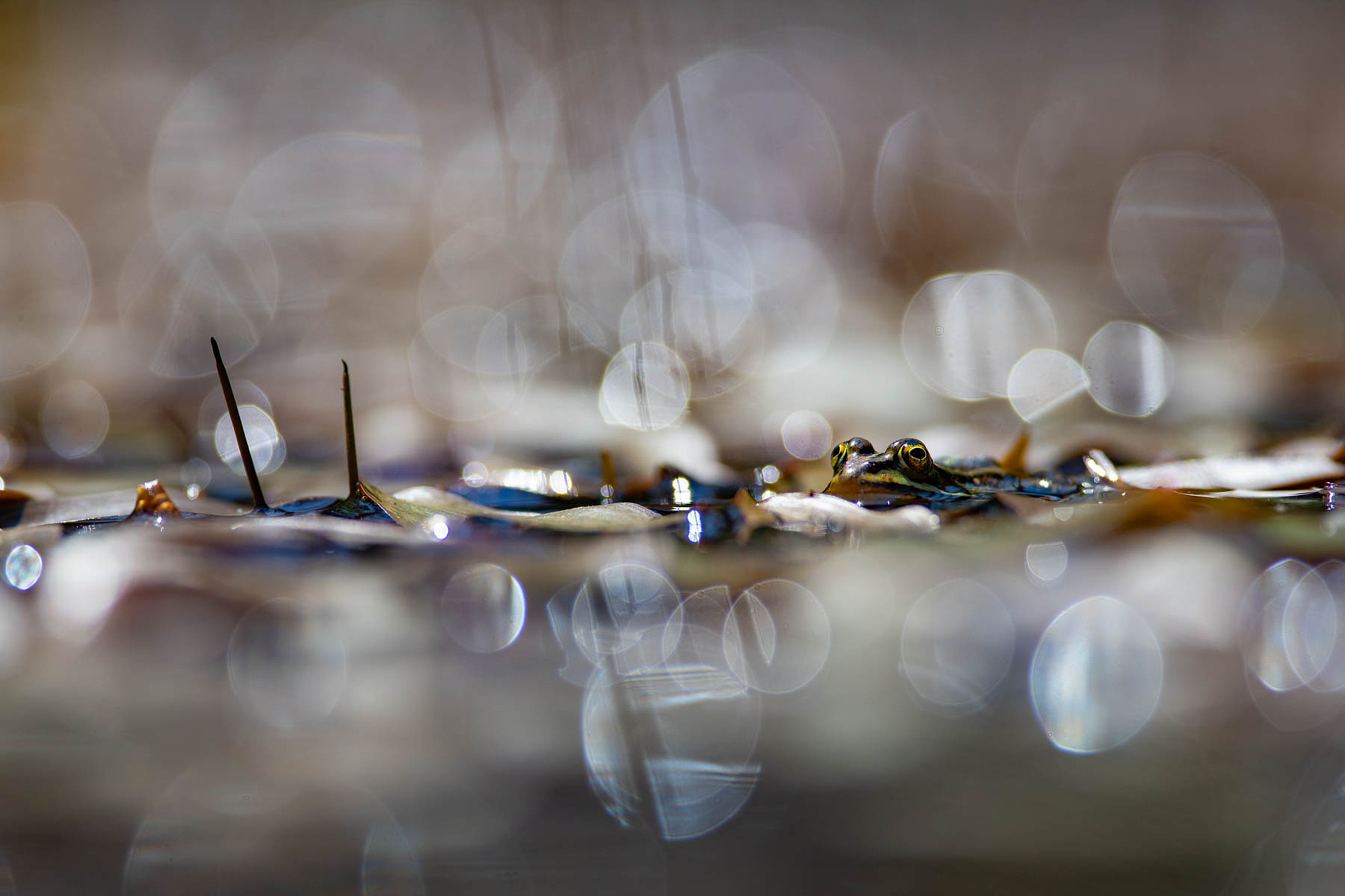 I riflessi e la rana