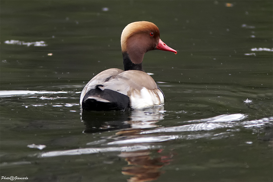 Fistione Turco (Maschio)
