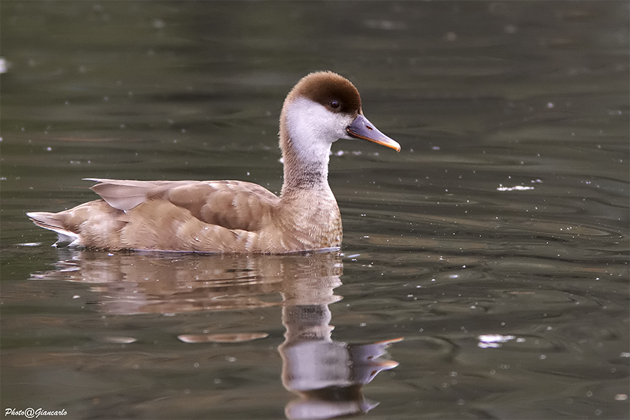 Fistione Turco (Femmina)