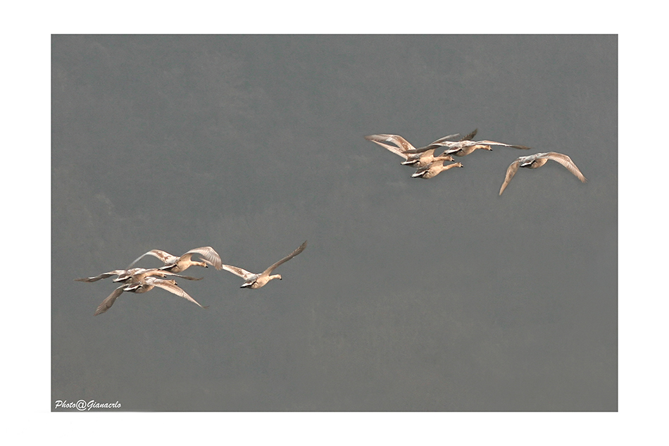 Cigni in volo