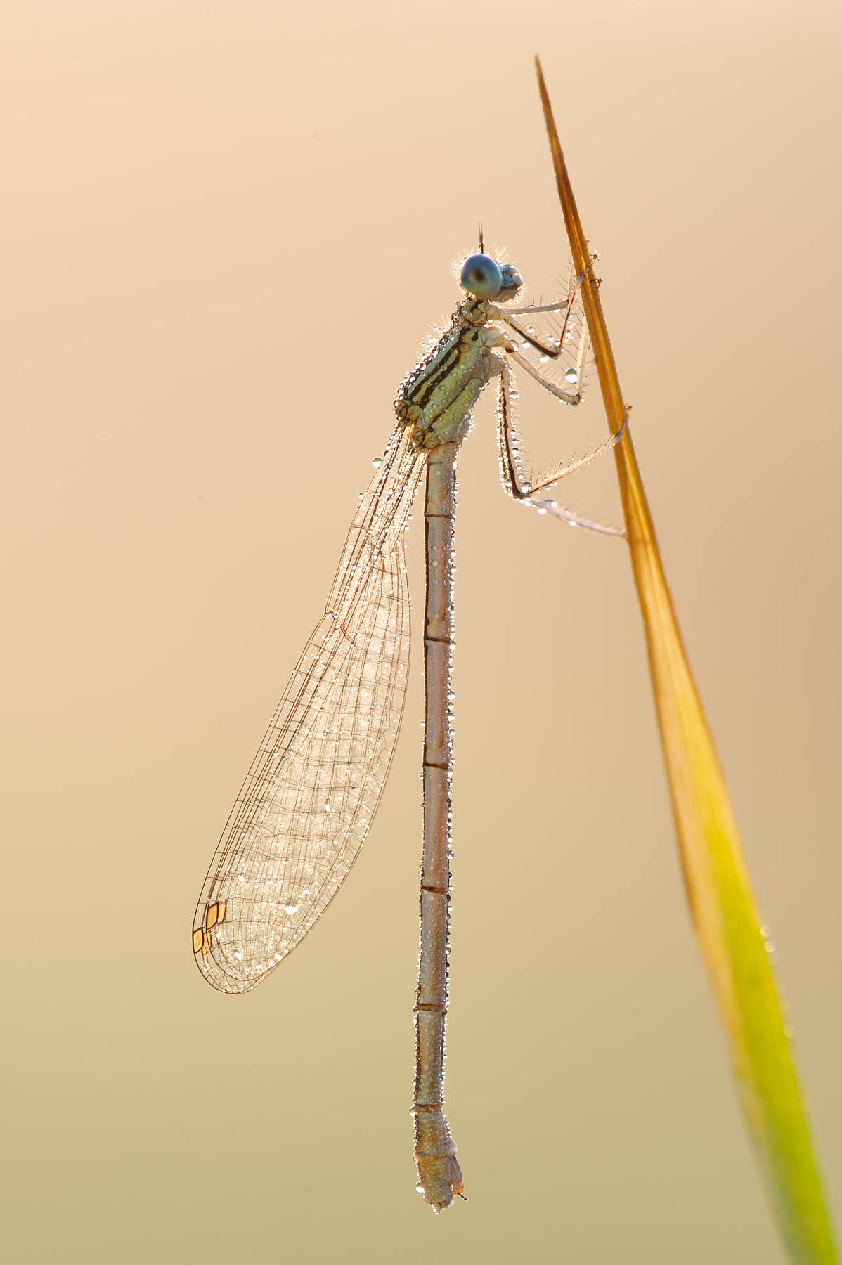 Platycnemis pennipes