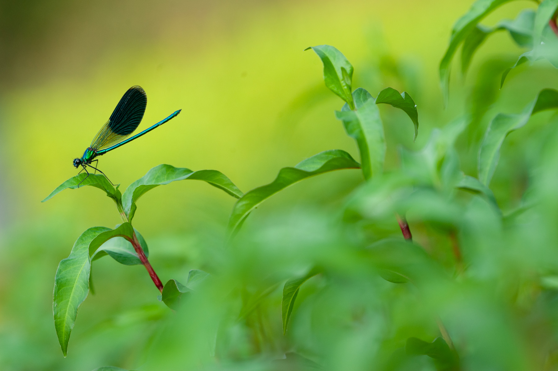 Calopteryx splendens