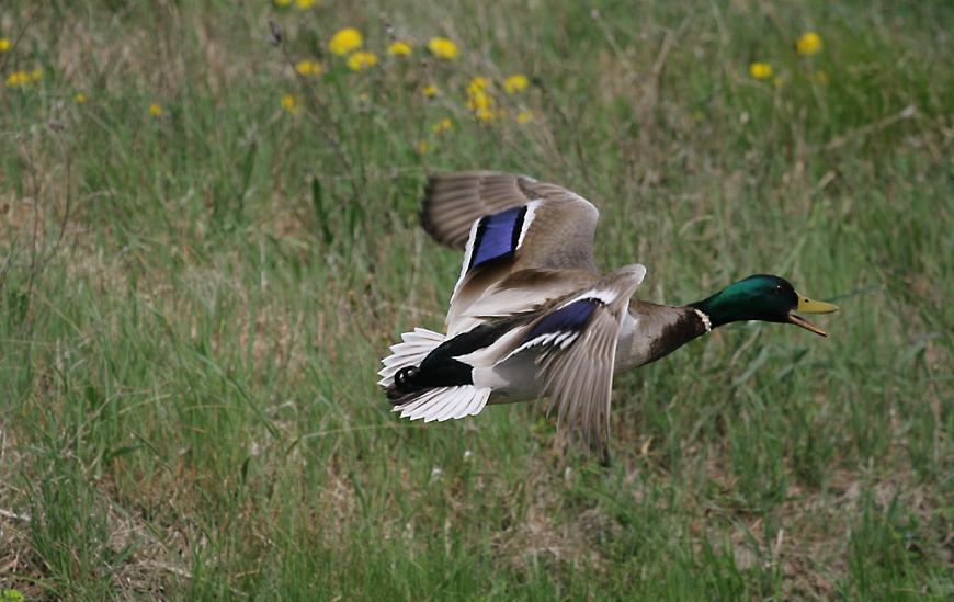 Germano reale in volo