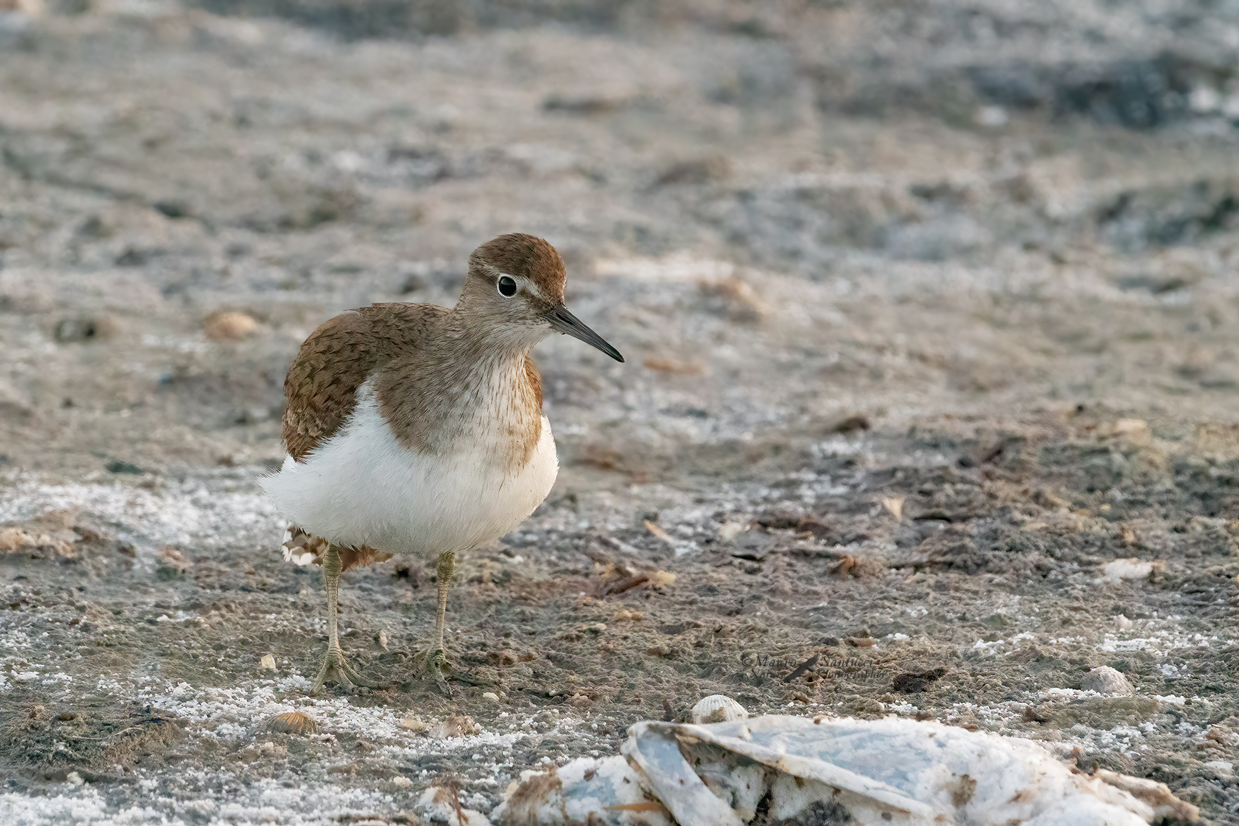 Piro-piro-piccolo_DSC06195