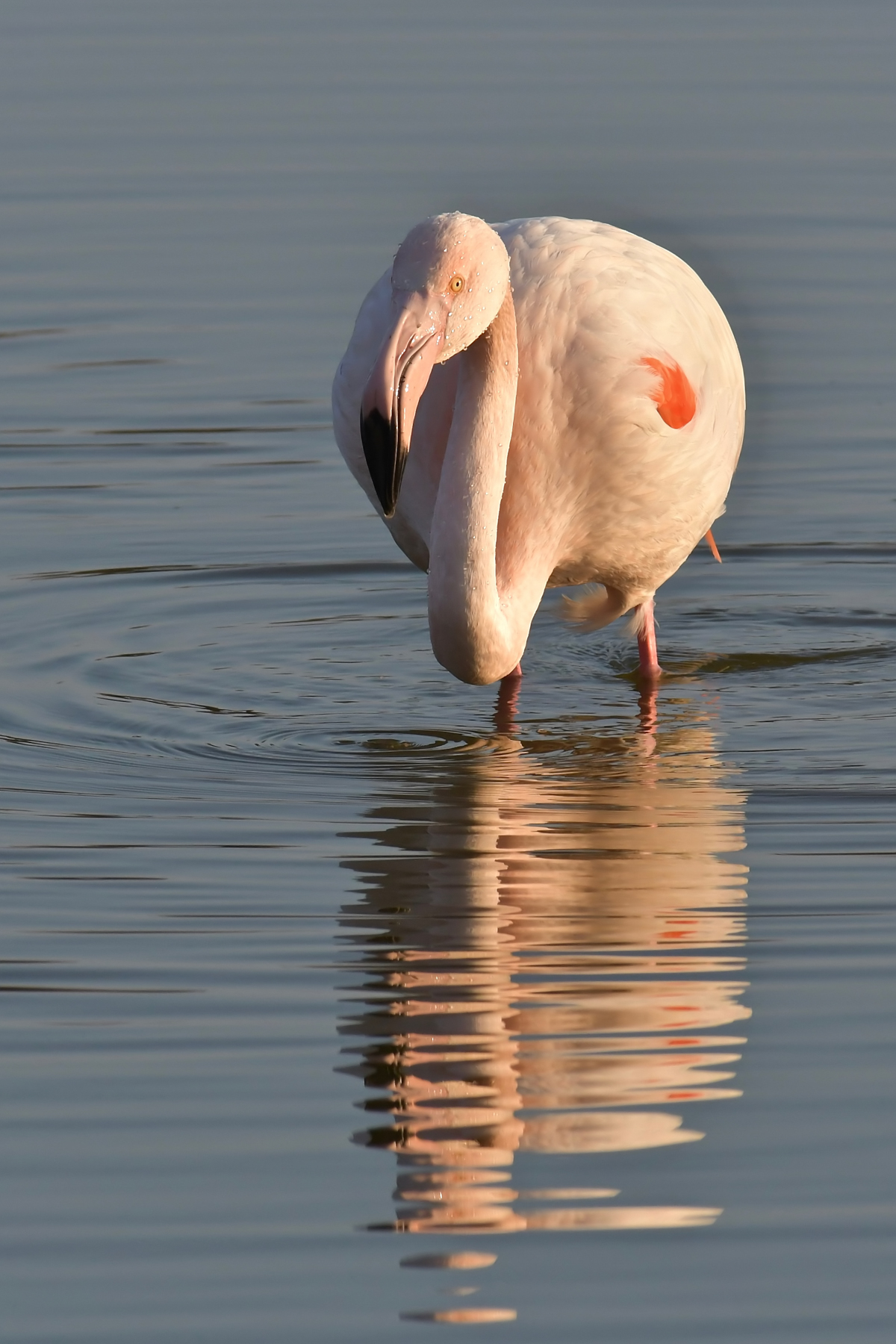 Fenicottero al tramonto
