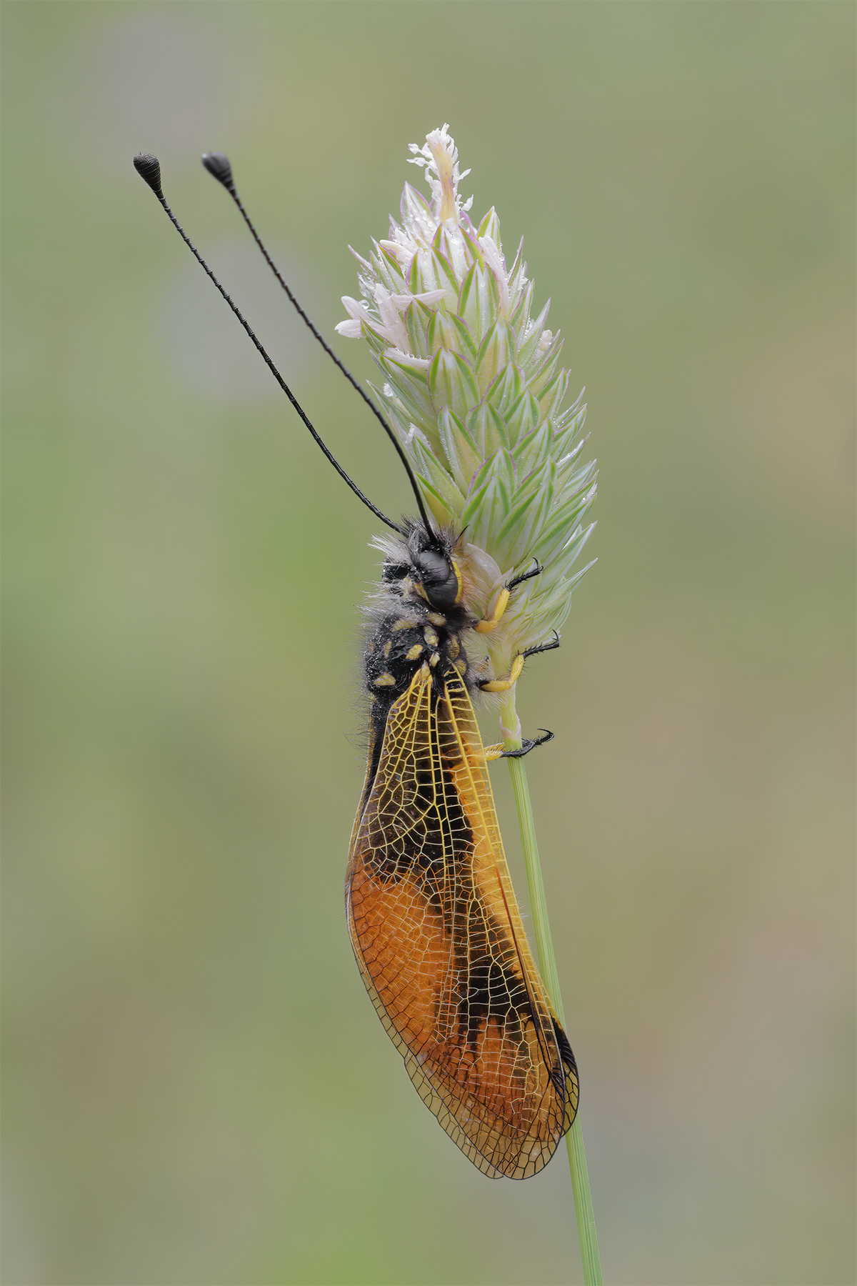 Libelloides longicornis