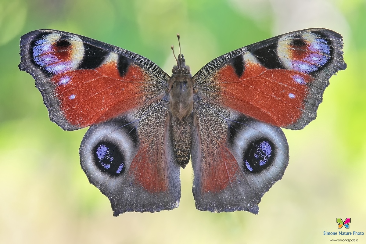 Vanessa io...il dritto...