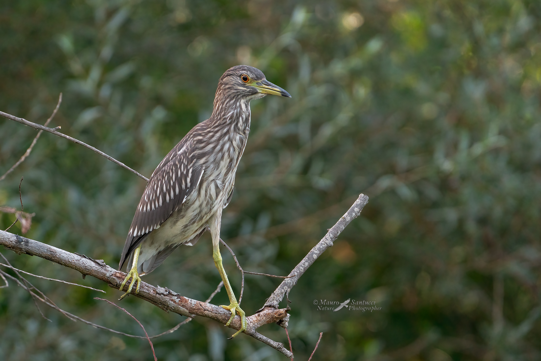 Nitticora-giovane_DSC07391