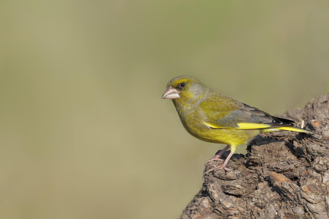 Verdone (Chloris chloris)