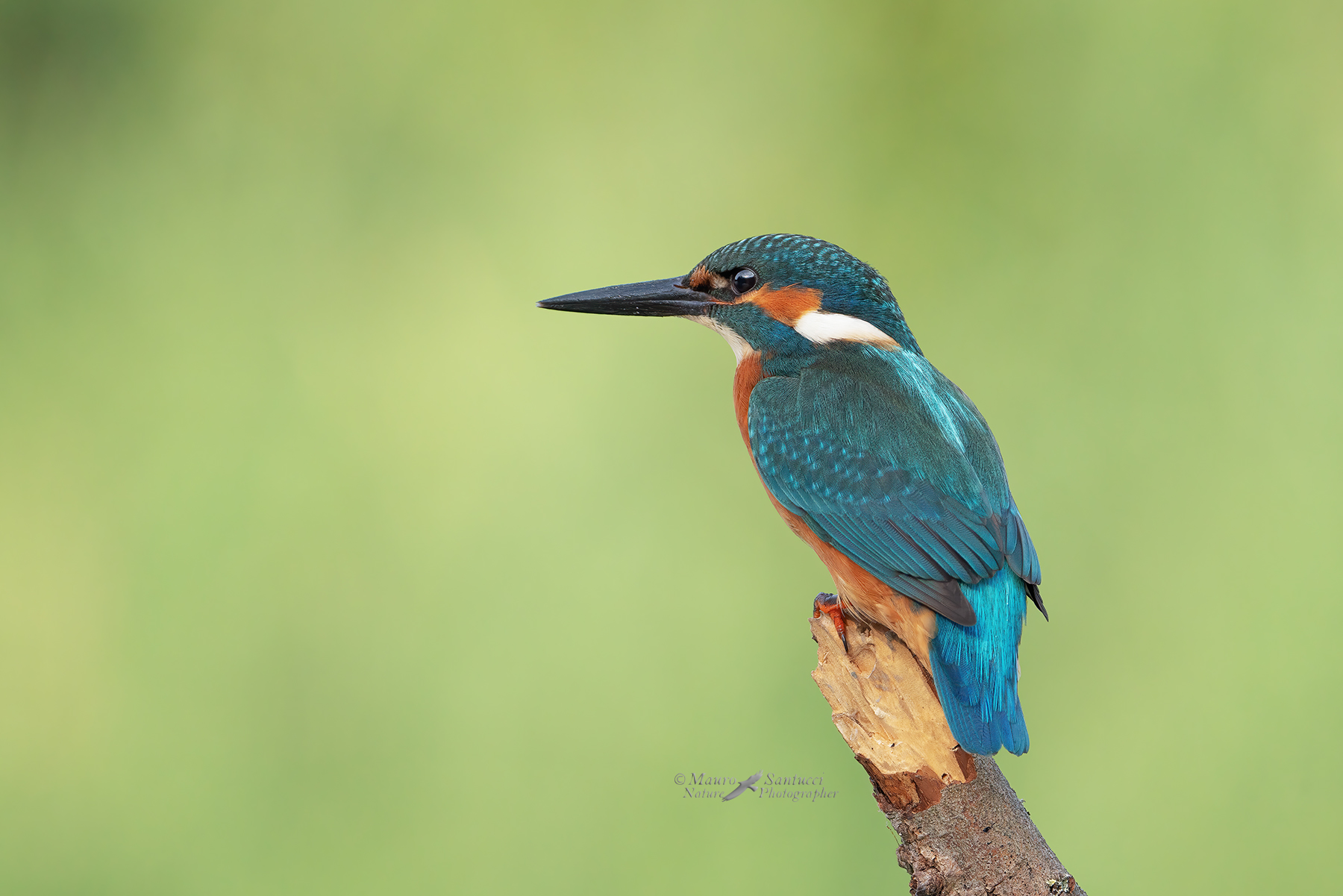 Martin-pescatore_DSC07372