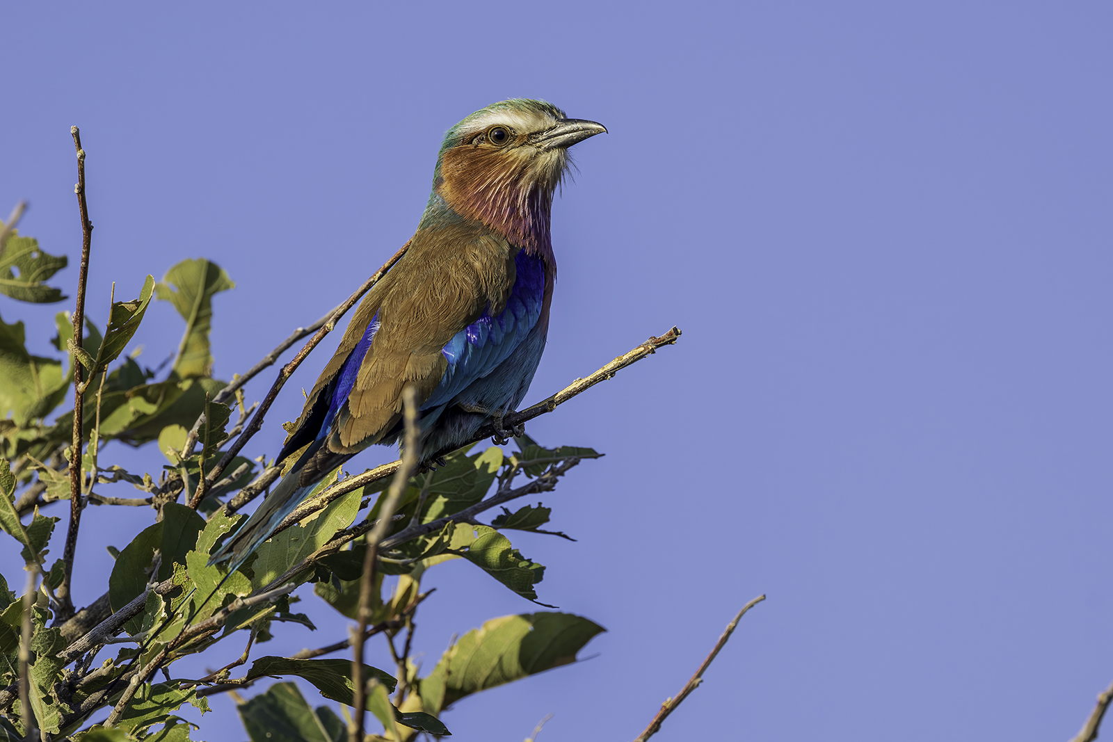 Ghiandaia marina  pettolilla