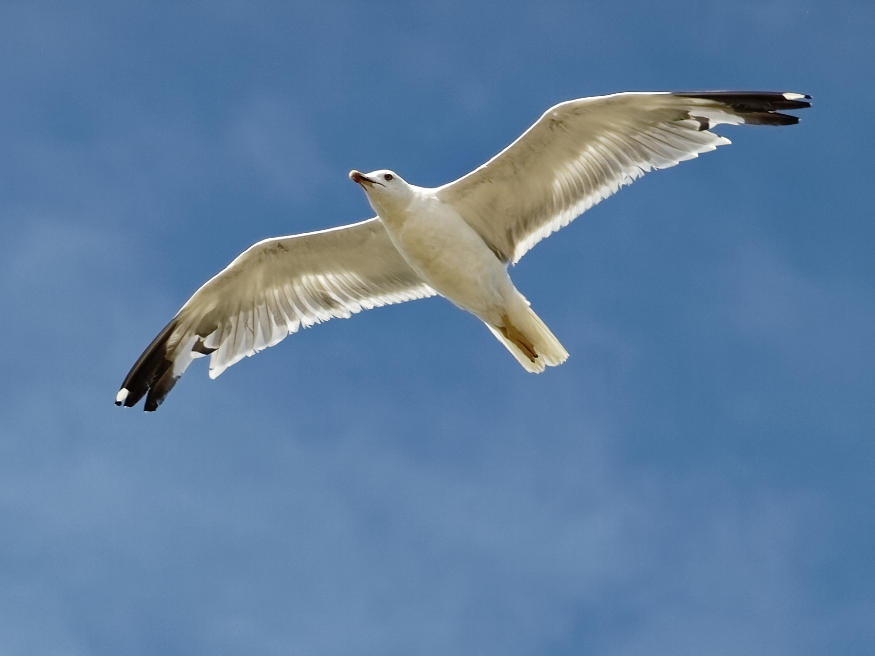Gabbiano in volo (3)