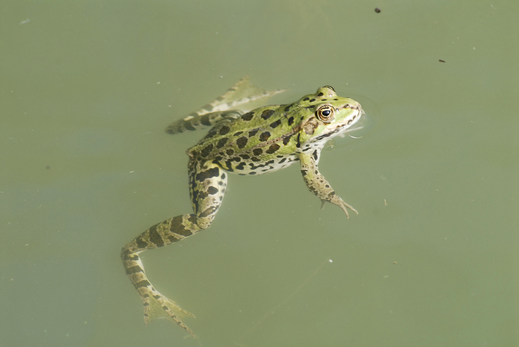 ora so! � una principessa!