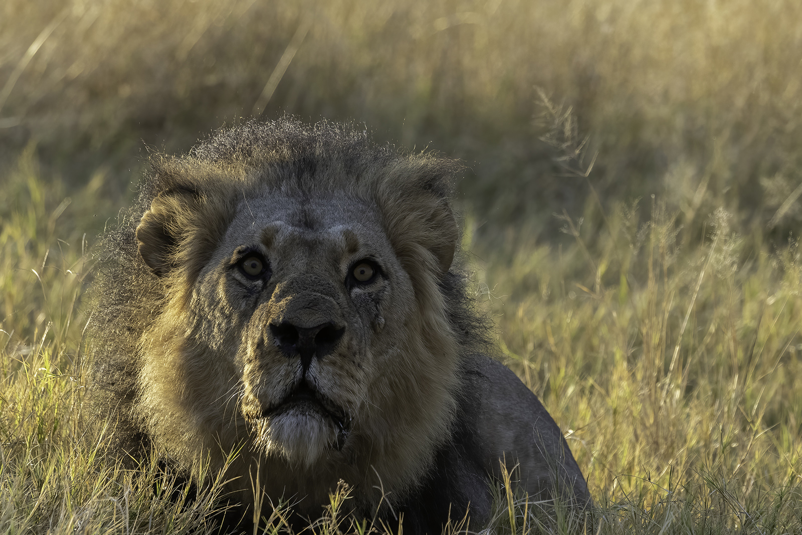 ritratto di Hector vecchio leone del Moremi