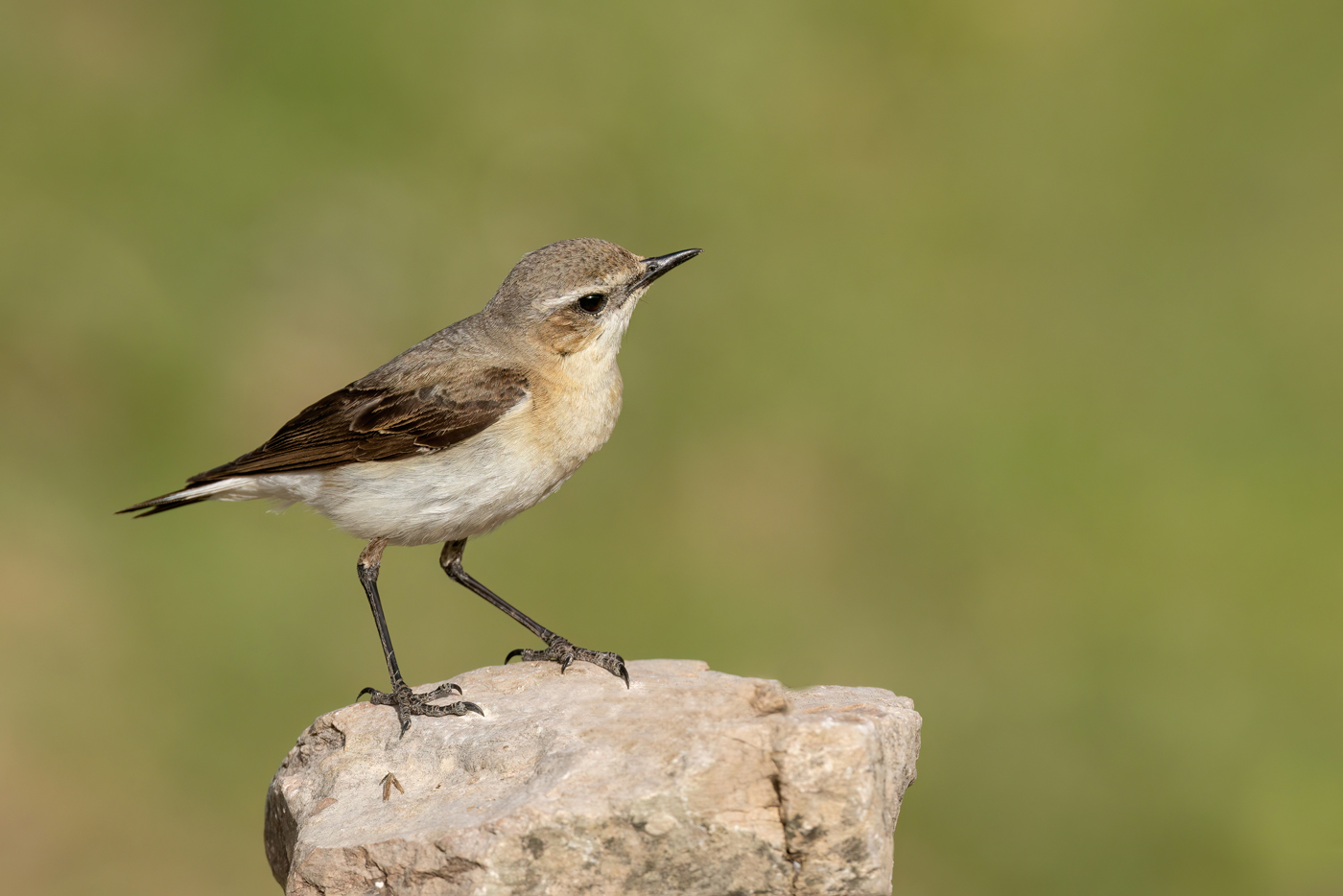 Culbianco (Oenanthe oenanthe)