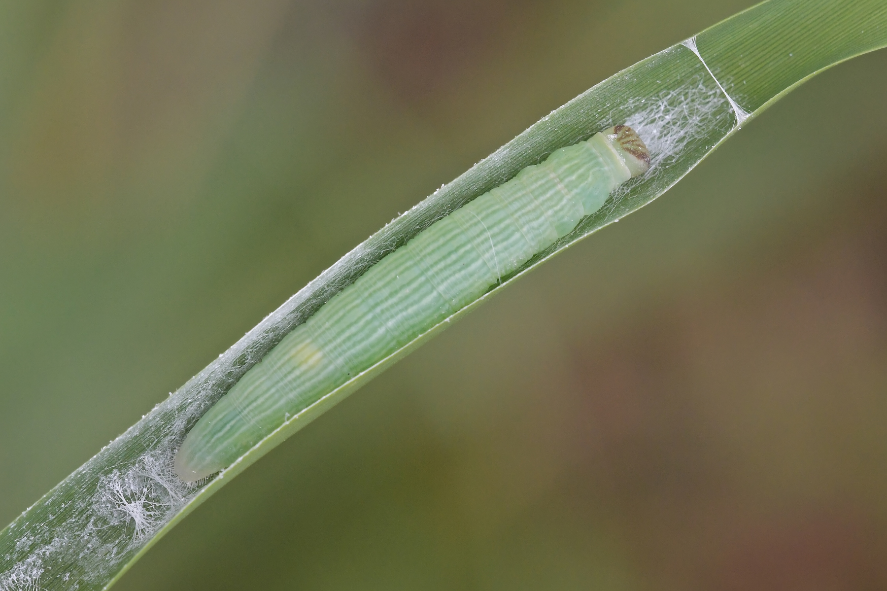 Una foglia per culla
