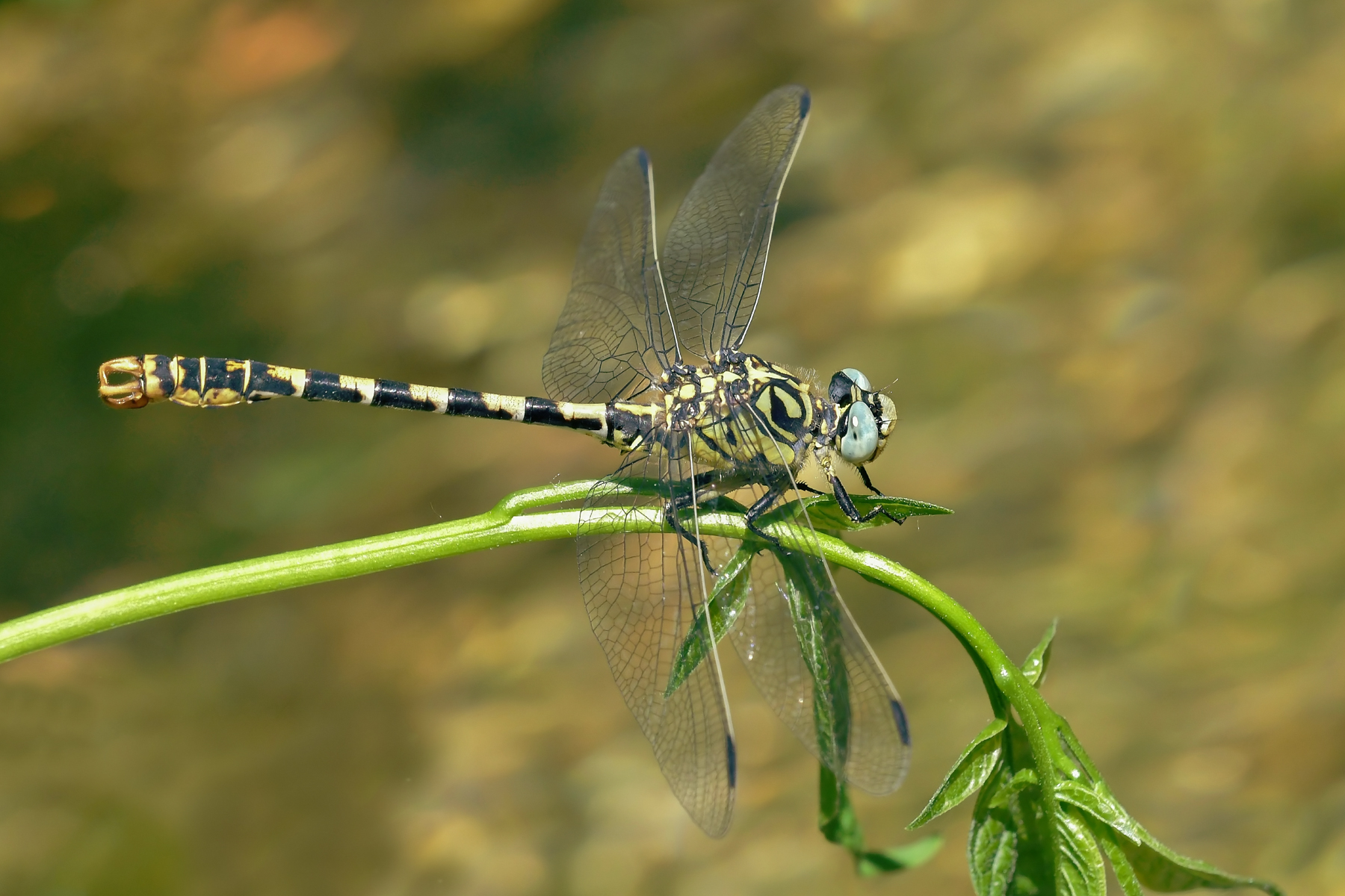 Onychogomphus forcipatus