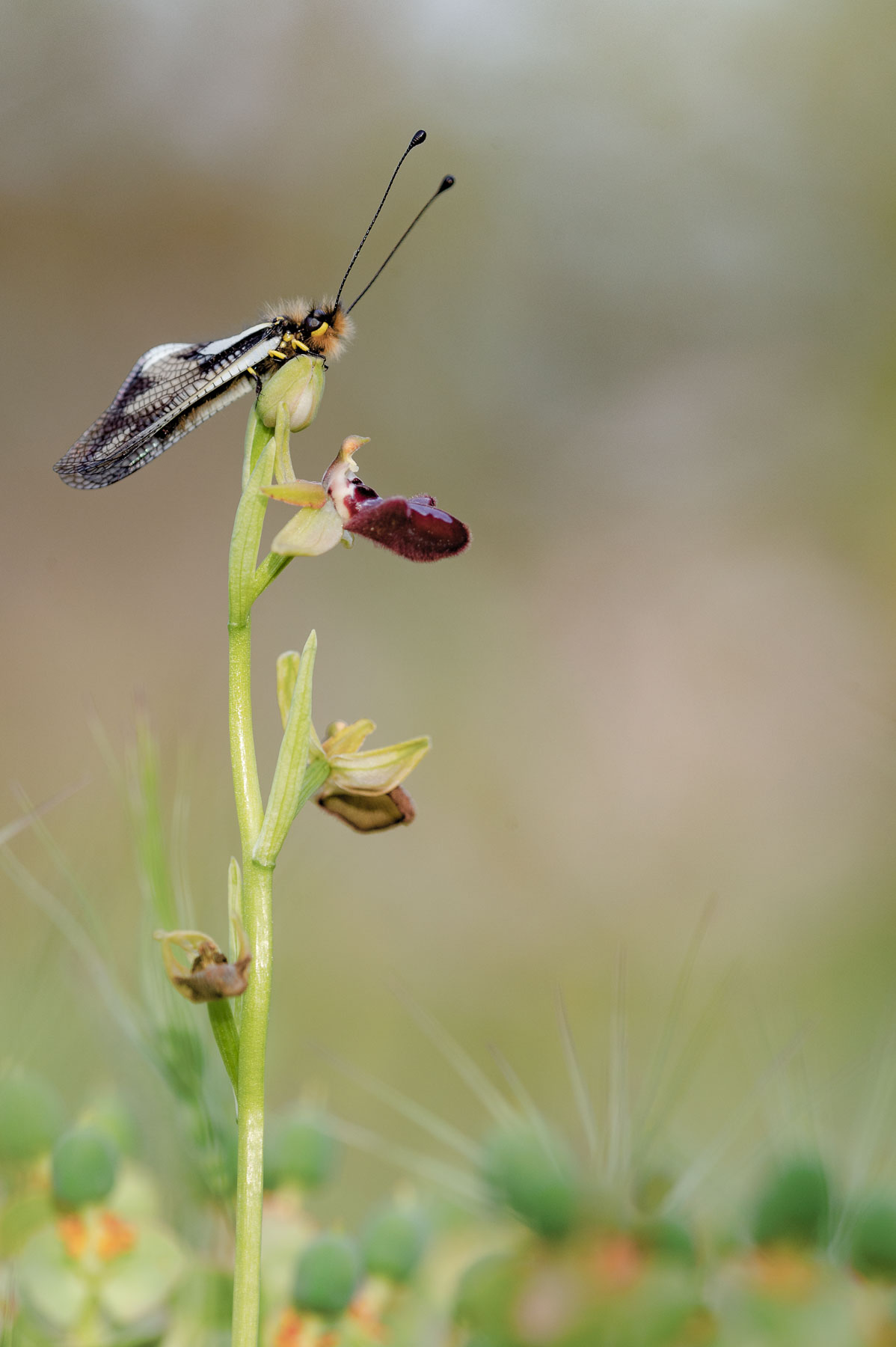 Ascafalo su Ophrys sphegodes