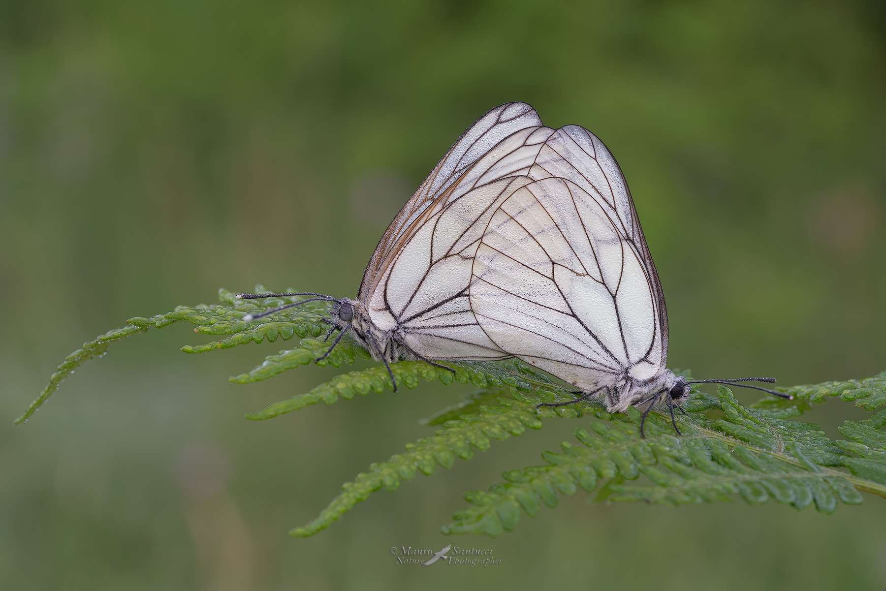 Aporia-crataegi-in-love_DSC00788