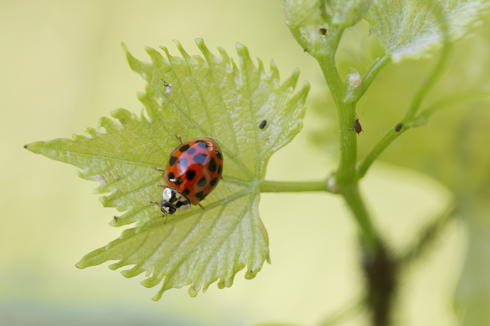 100 Macro primi scatti